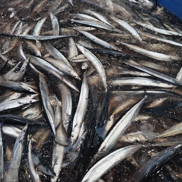 혈액순환에 좋은 음식 사진 4