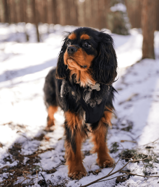 애완용 강아지 종류 및 특징 정리 - 소형 강아지 종류