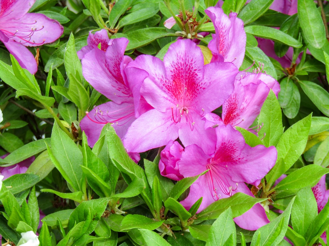 Azalea