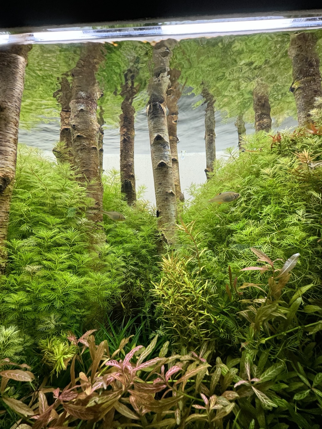 화담숲 물고기