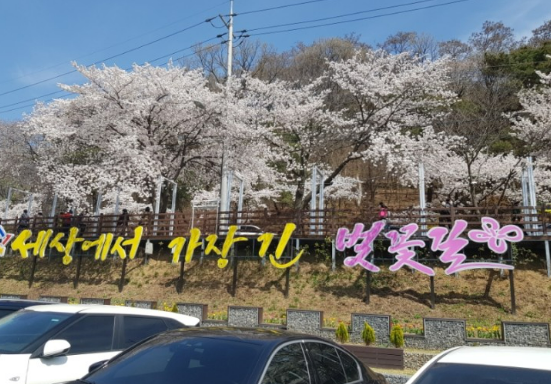 대청호벚꽃축제2