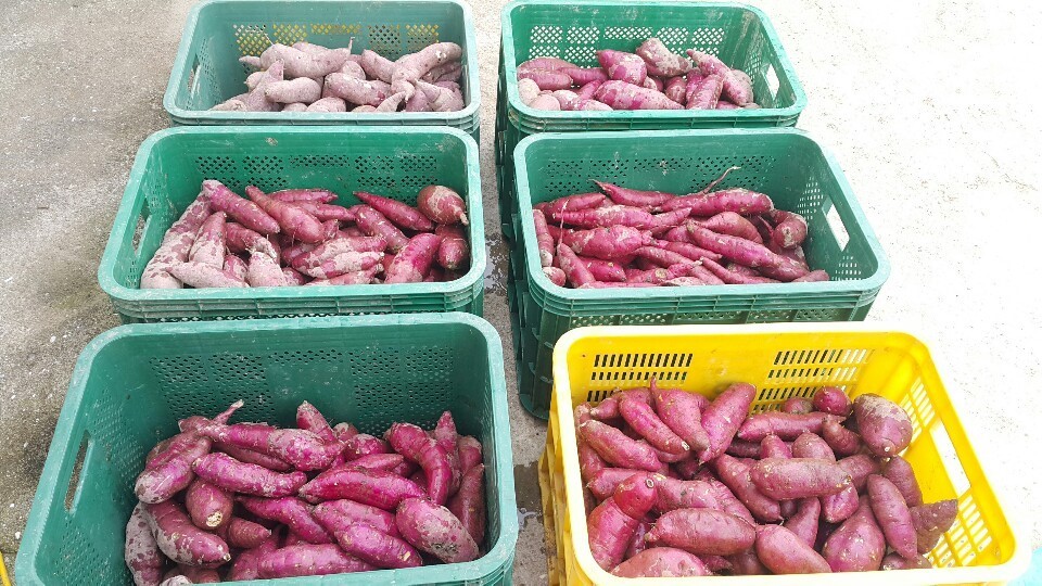 6시내고향 젊은농원