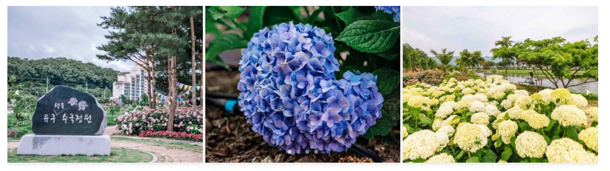 2024 전국 수국 축제 일정 안내