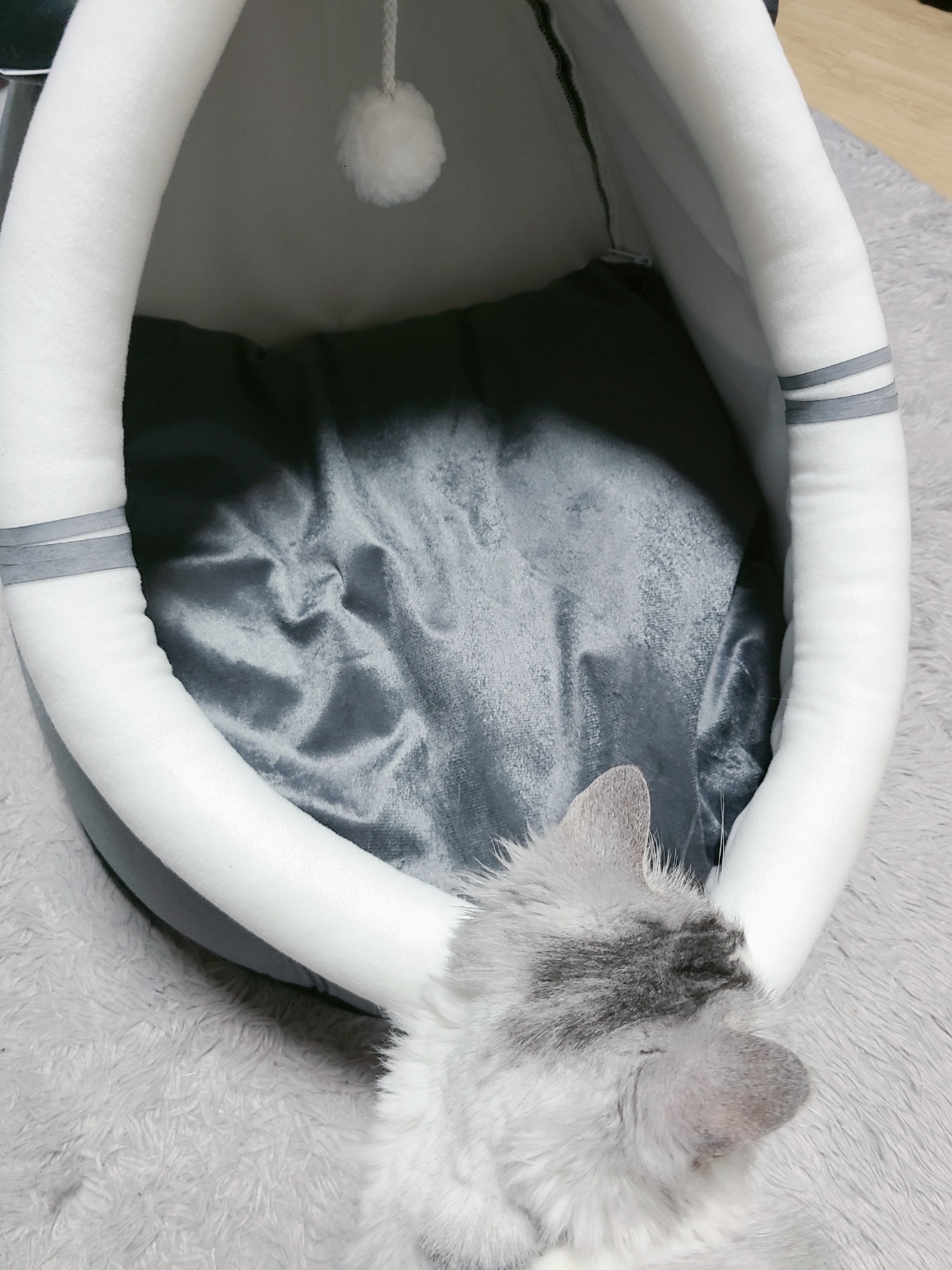 김집사 고양이 포그니 하우스에 관심 보이는 고양이 먼치킨숏레그