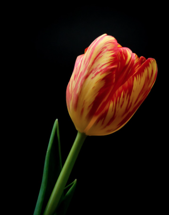 태안 세계 튤립 꽃박람회