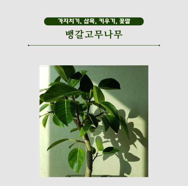 뱅갈고무나무 가지치기 삽목 키우기 꽃말
