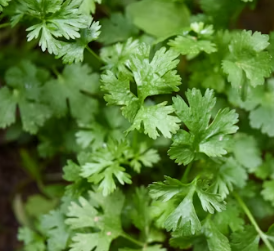 파슬리의 효능 부작용 먹는법 고르는법