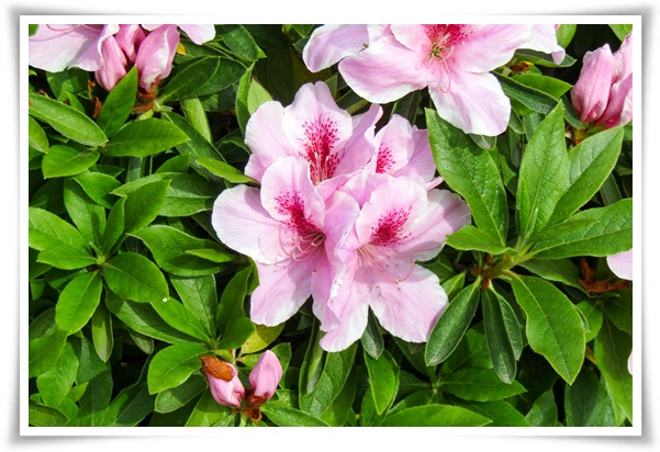 "진달래꽃" 나보기가 역겨워 가실 때에는 ... 봄을 알리는 분홍빛 향연!