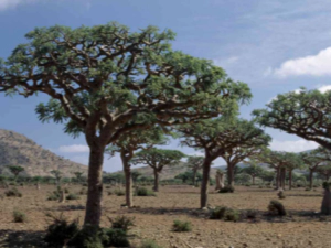 유향나무 보스웰리아