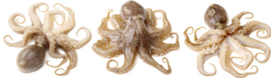 쭈꾸미제철시기