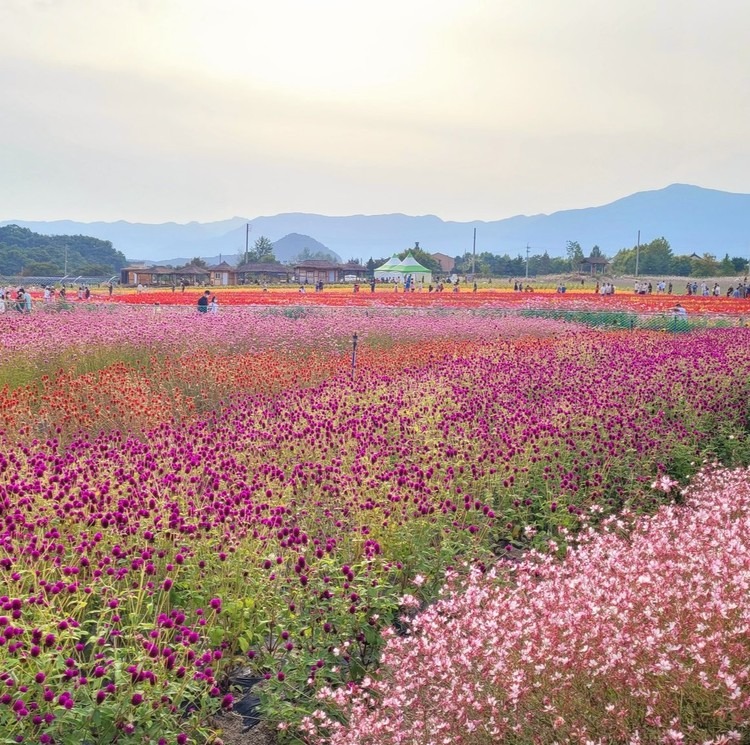 철원 고석정 가을 꽃밭 추천 여행 일정