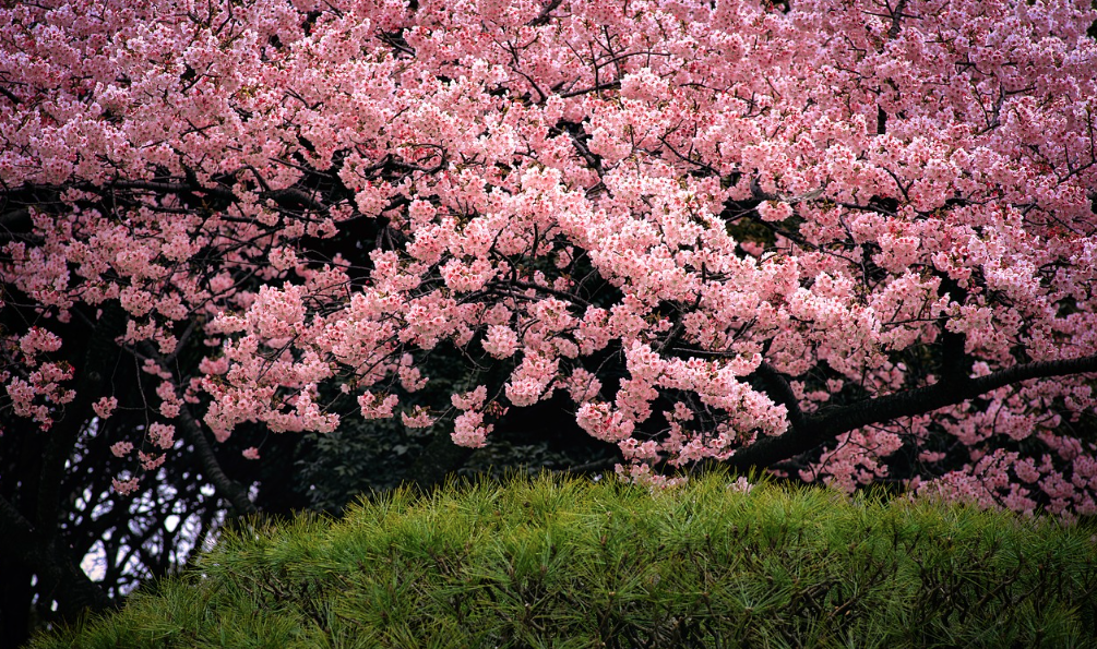 진해 군항제 벚꽃 축제