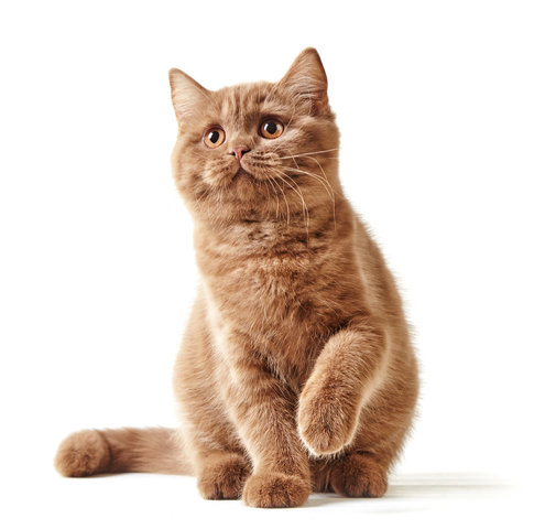 고양이 꿈 해몽 [새끼 고양이&amp;#44; 검은 고양이&amp;#44; 고양이 보는 꿈 등 ] 