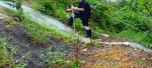 충주 농장 배수로에 비닐을 깔아 물길을 만든 모습