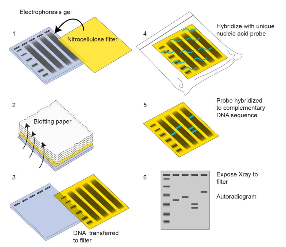Southern blot_서던 블랏