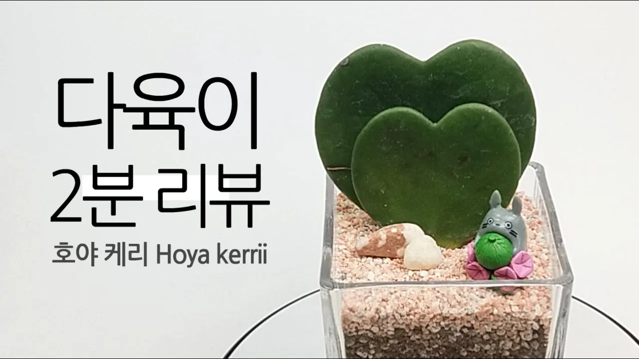 "호야
