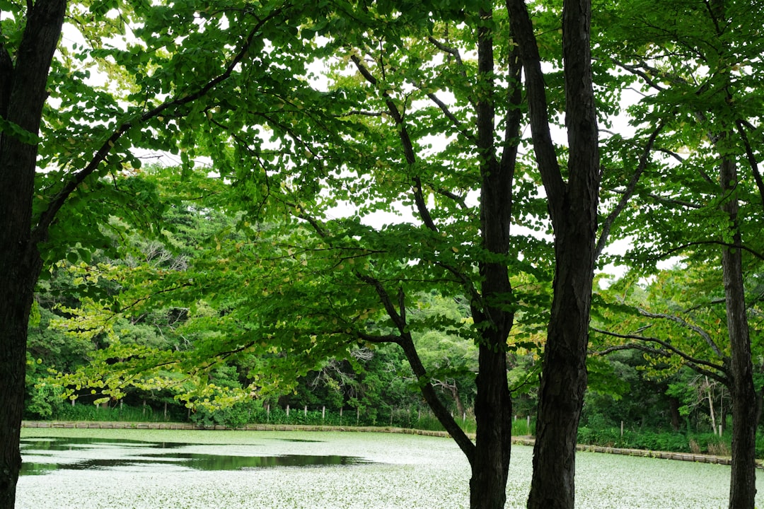 Taeho River National Garden