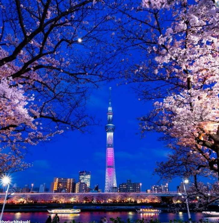 우에노벚꽃출제