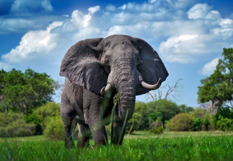 코끼리가포효하고있는꿈