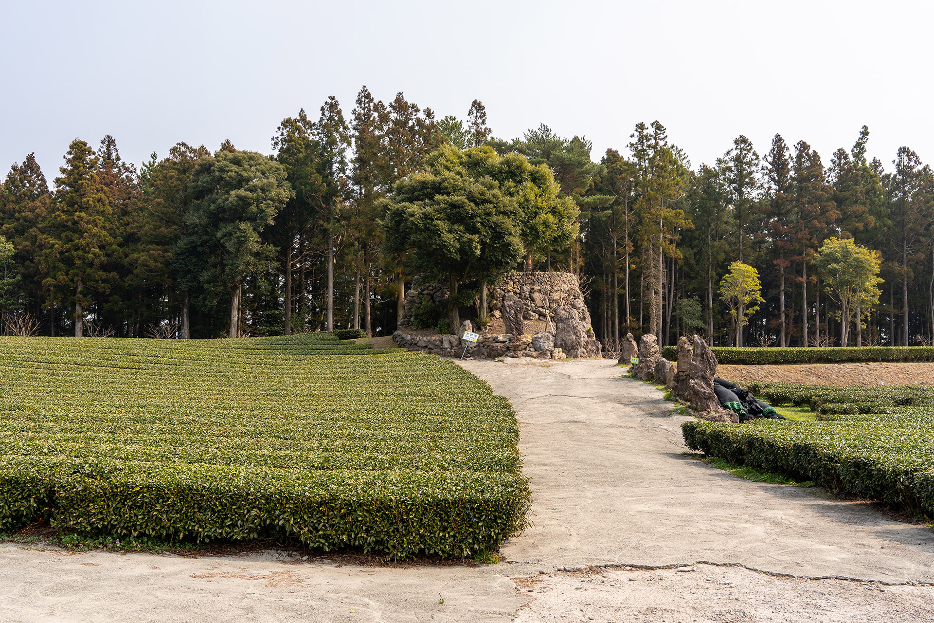 서귀다원 전망대