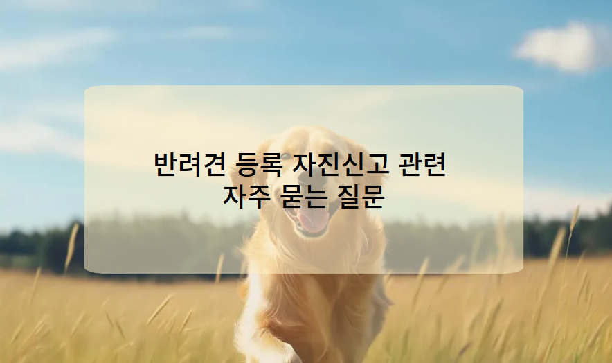 반려견 등록 자진신고 관련 자주 묻는 질문