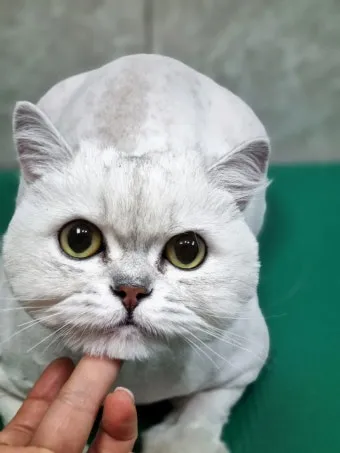 고양이 미용 필요, 미용실, 미용가격, 셀프 미용_31