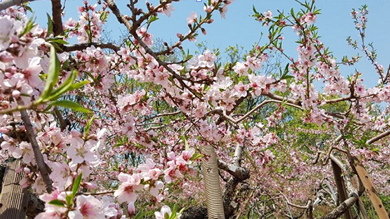 부천 춘덕산 복숭아꽃축제