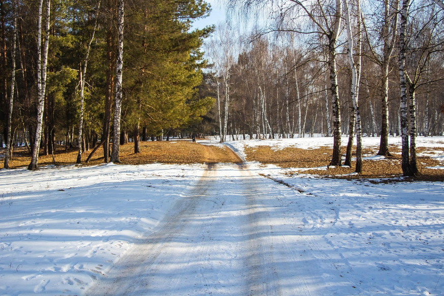 인제 자작나무 숲