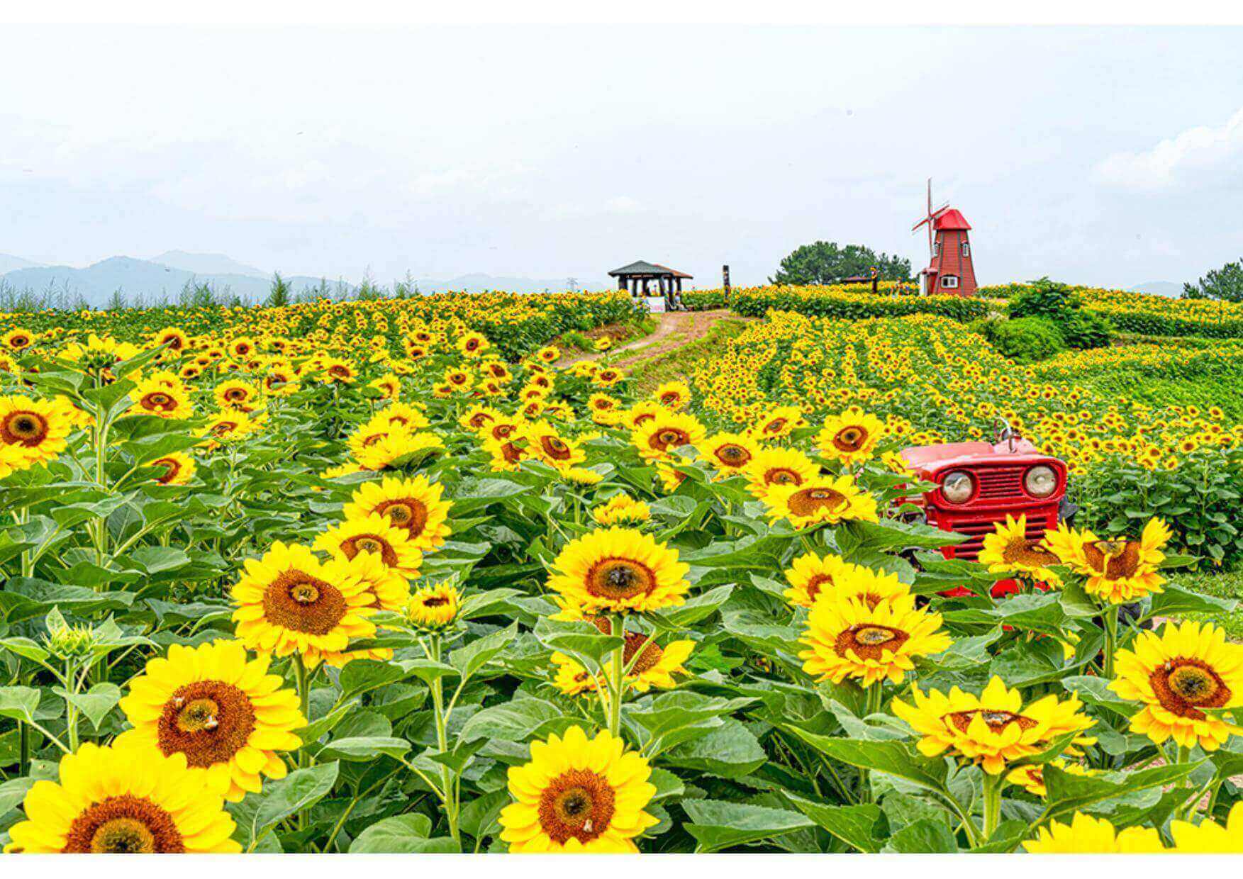 강주 해바라기 축제