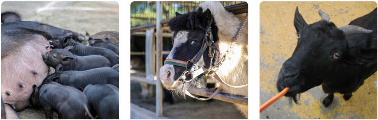 휴애리 수국축제