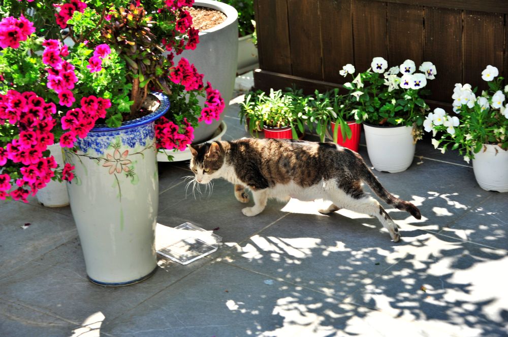화분과 고양이