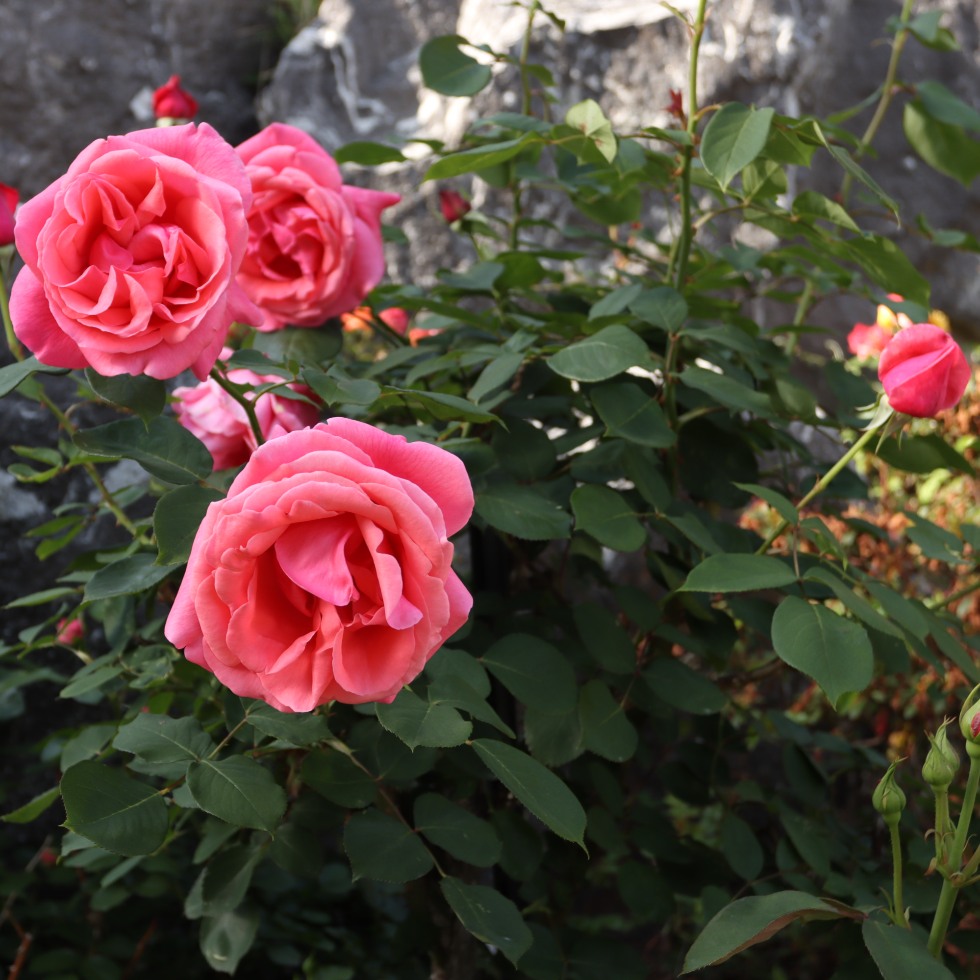 국제정원박람회