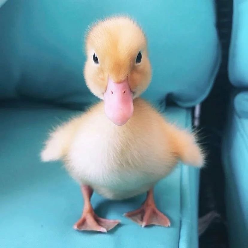 갤럭시 누끼따기