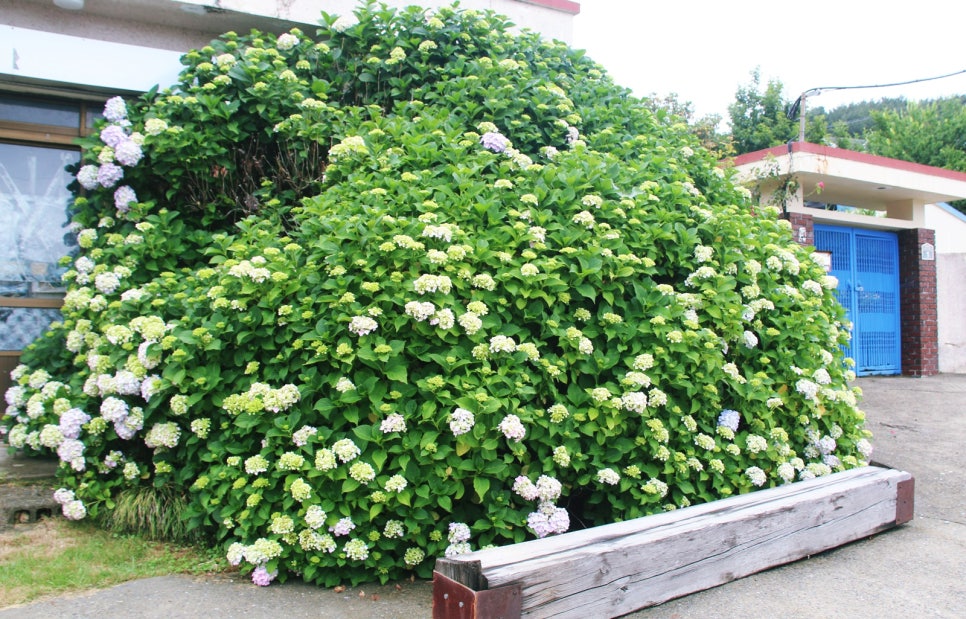 거제 파란대문집 수국1