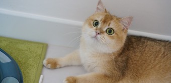 브리티시 숏헤어