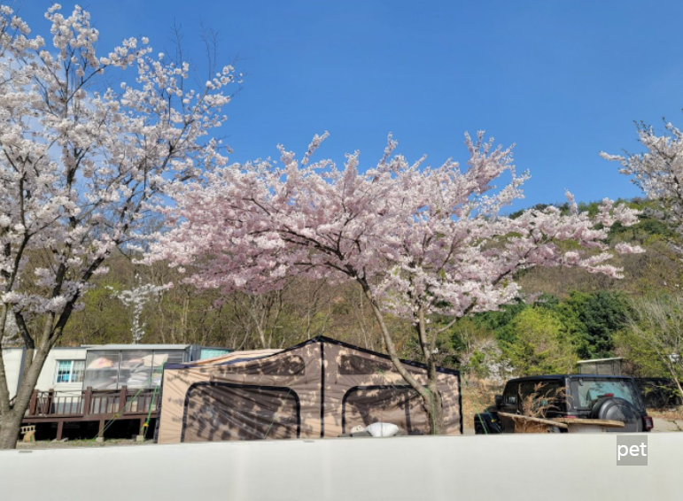 경기-인천-아르보리아-사르데냐-캠핑장-예약-방법-애견-동반-가격-주소-시간-후기