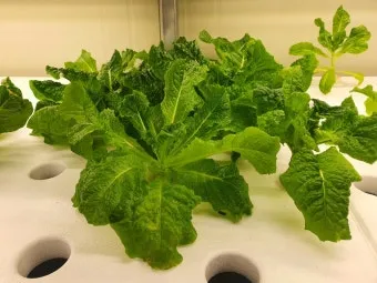 청상추 재배 모종 선택 잎 수확 습도 관리_13