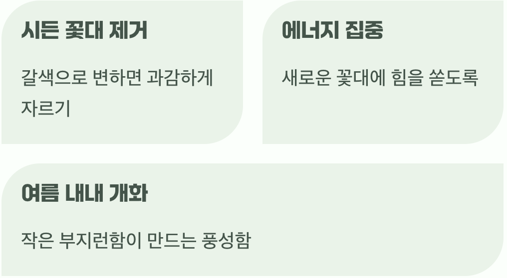 끊임없는 꽃을 위한 작은 습관
