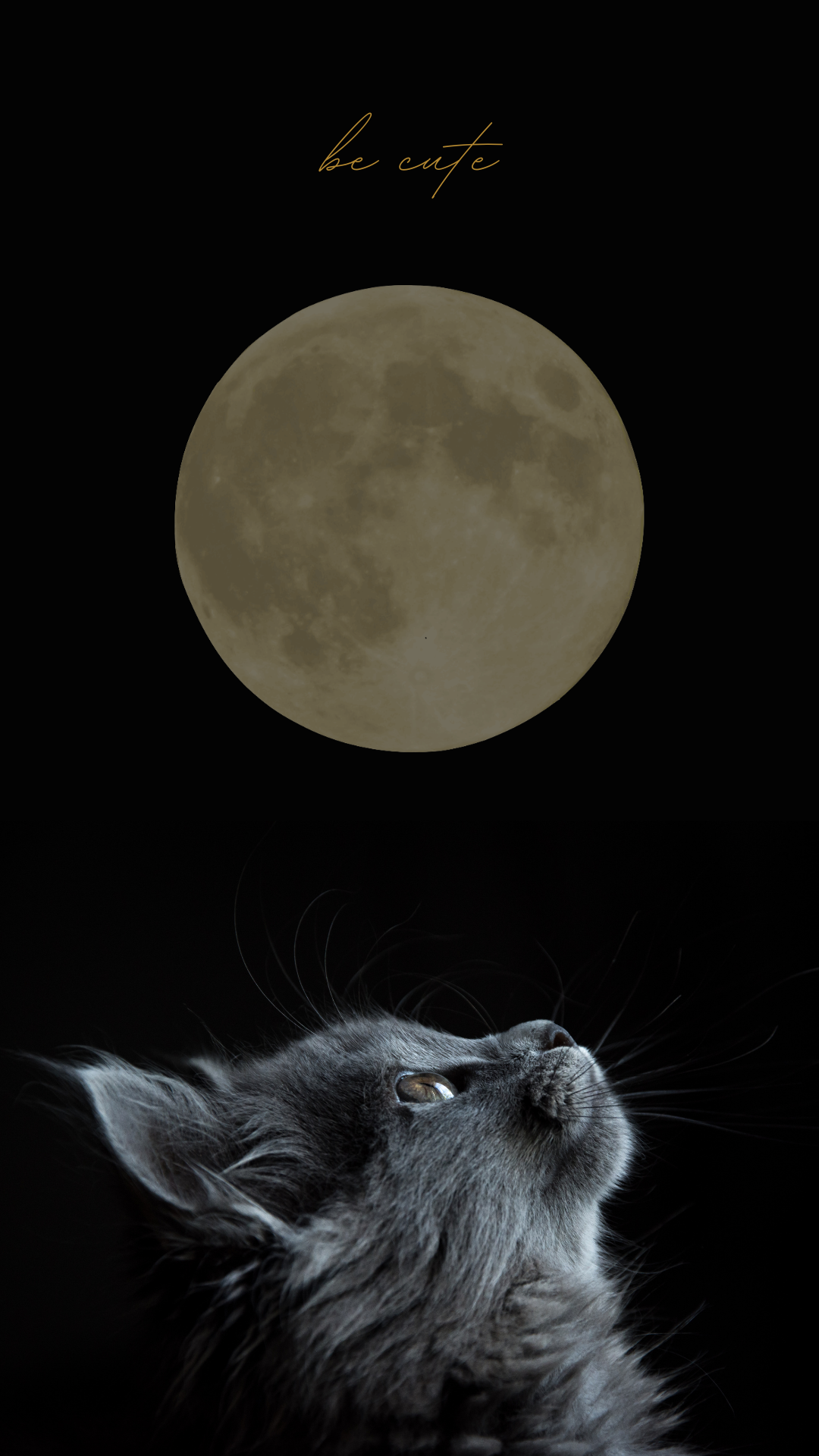 고양이 사진 그림 스마트폰 배경화면 이미지