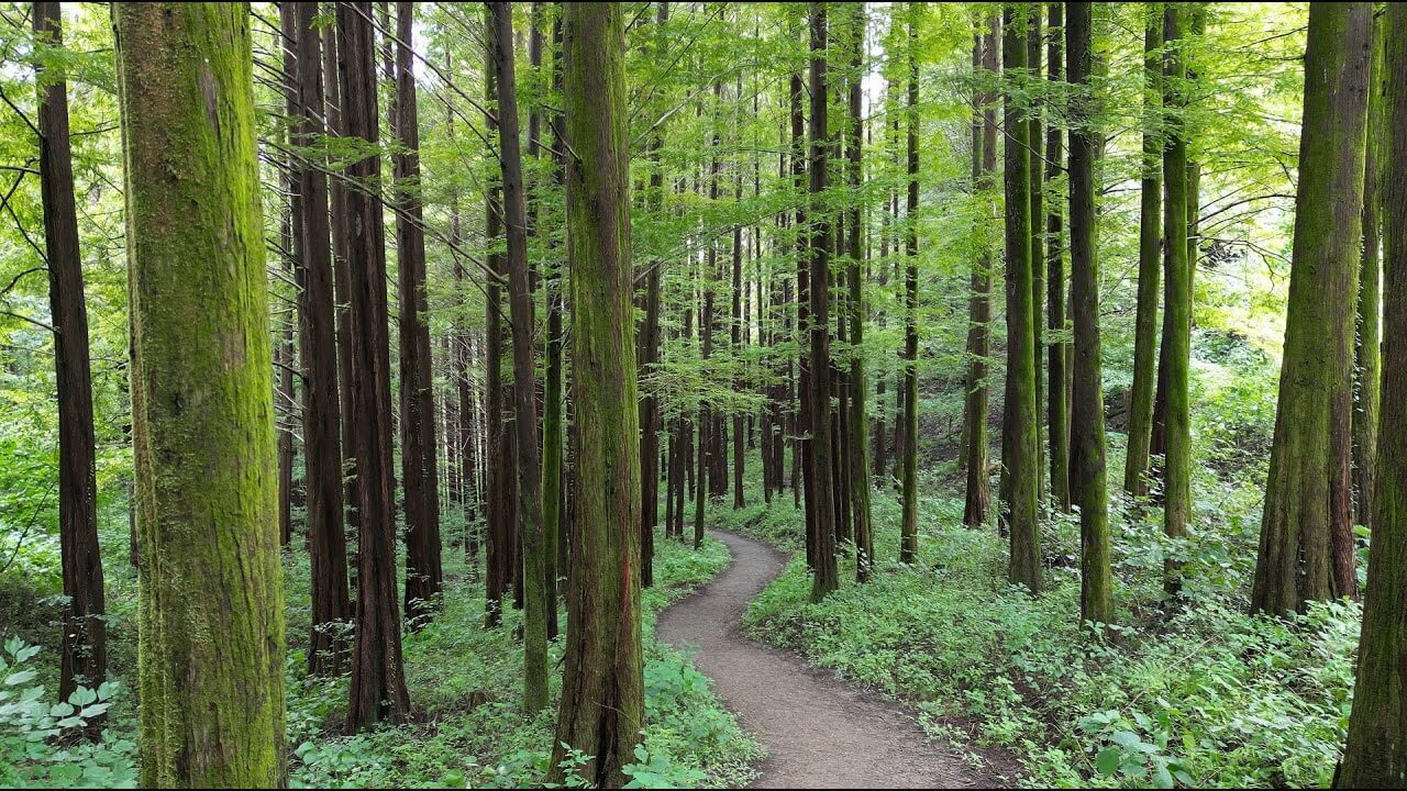 화인산림욕장 옥천 가볼만한곳 추천 명소 산책로 주차