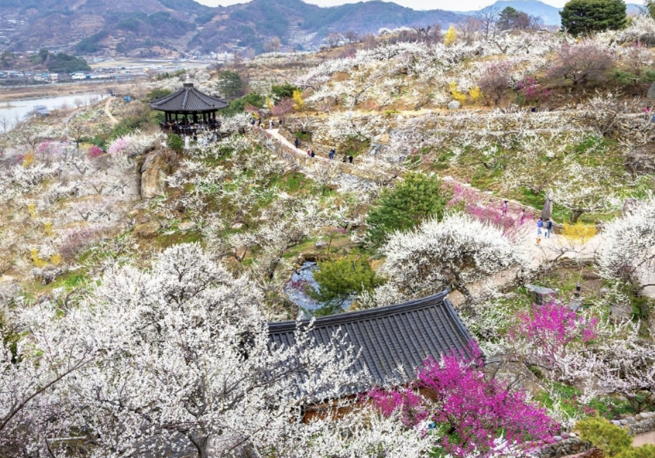 광양 매화축제