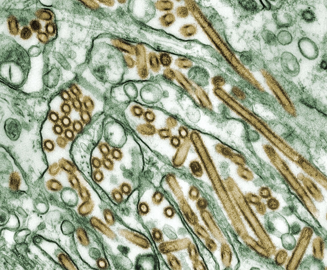 Lactobacillus