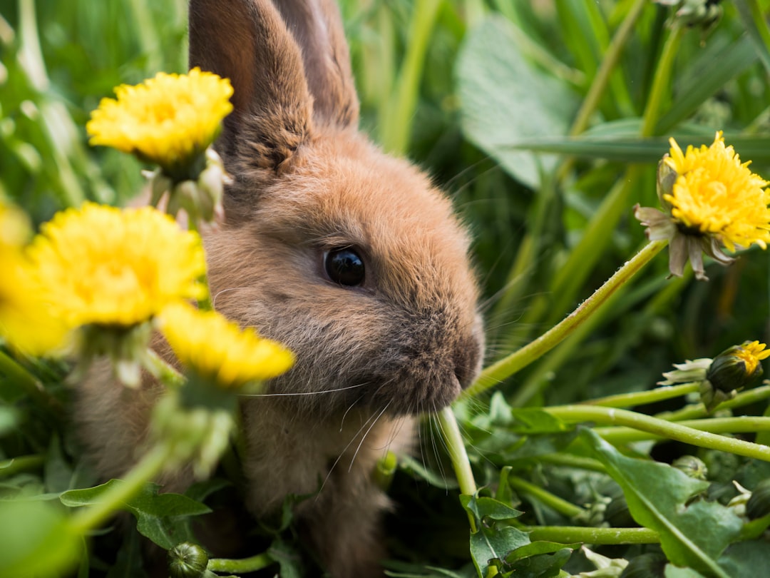 Bunny