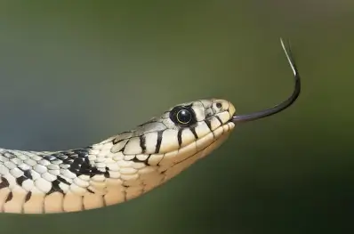 뱀 꿈해몽