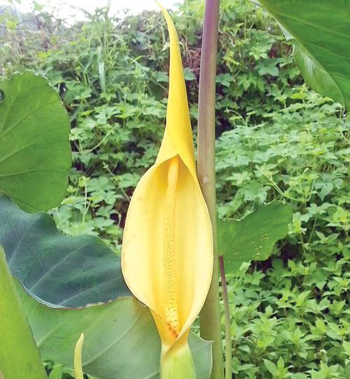 토란 꽃이 흐드러지게 피어있다