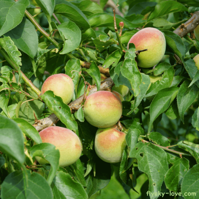 구연산이 풍부한 황매실