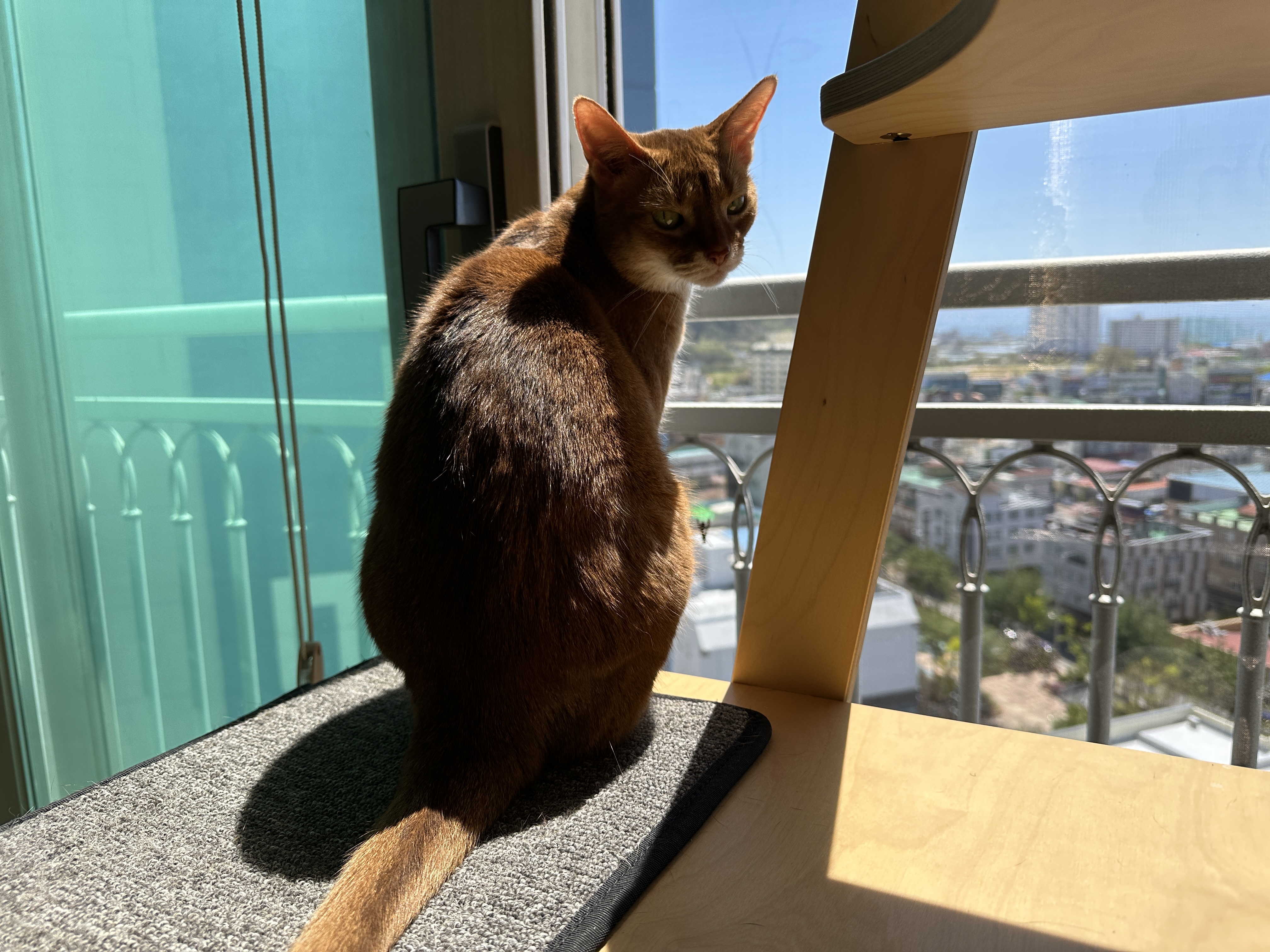 고양이들이 창밖에 벌을 발견했을때 (feat. 루나와 호야의 반응)