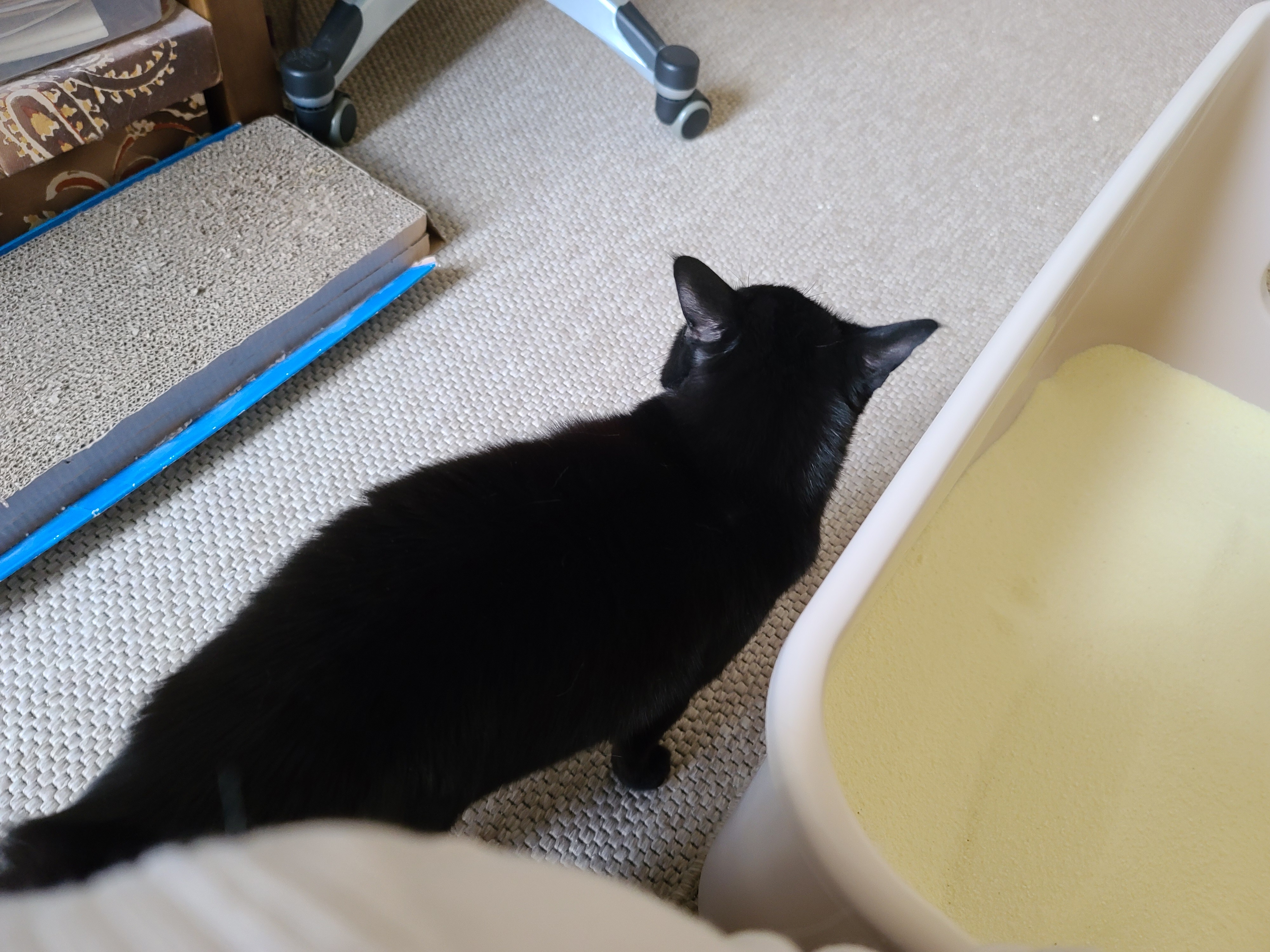 다묘가정의 안좋은점