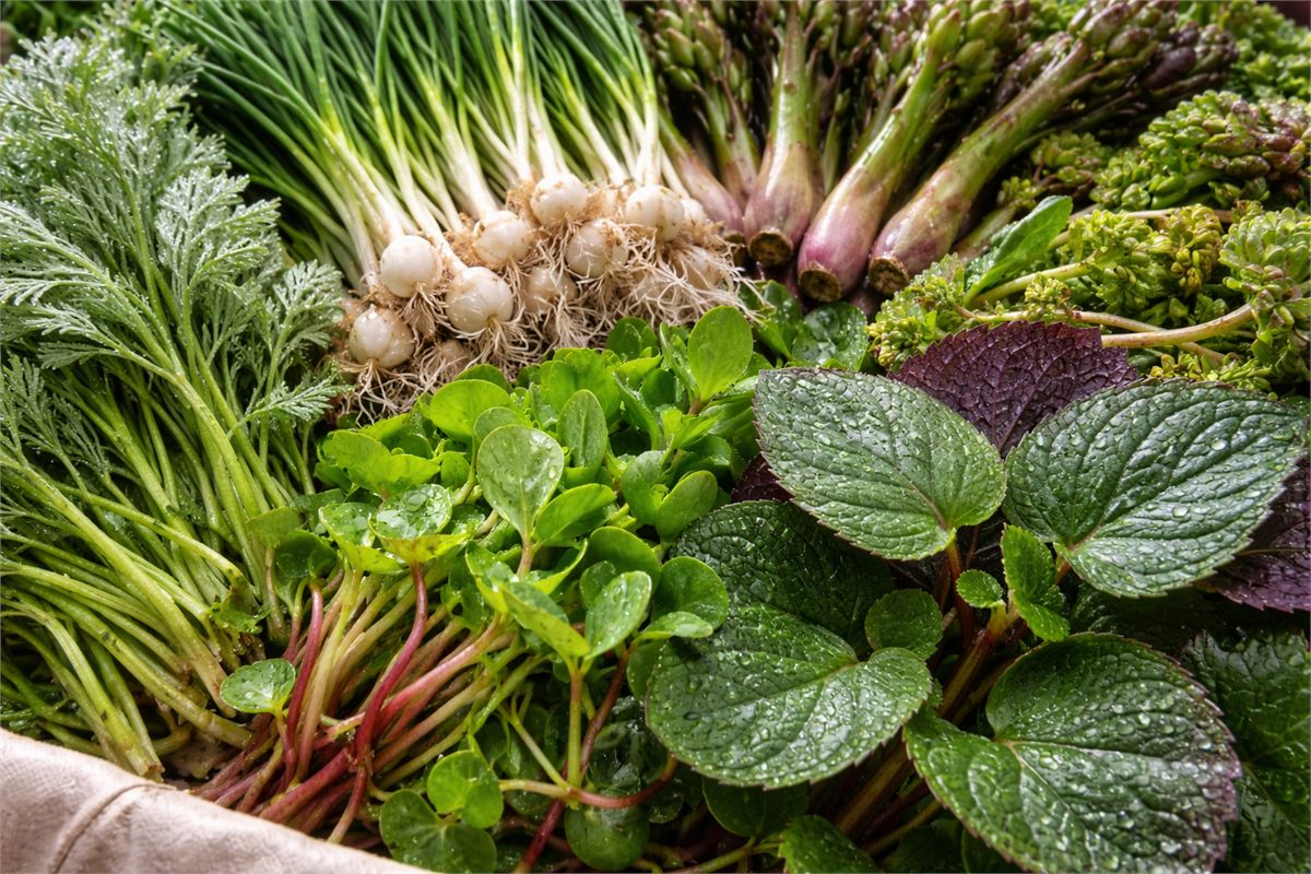 서로 다른 잎과 줄기 질감이 잘 보이는 봄나물 클로즈업