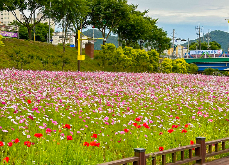 황룡강 생태공원 꽃구경 명소! 계절 따라 즐기는 화려한 꽃길